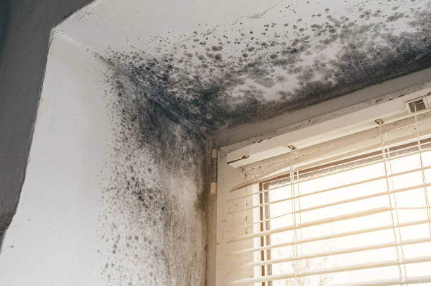 Affordable Mold Inspection And Testing solutions in Milton, MA